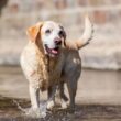 The 3 Best Ways To Help Your Senior Dog Get More Exercise